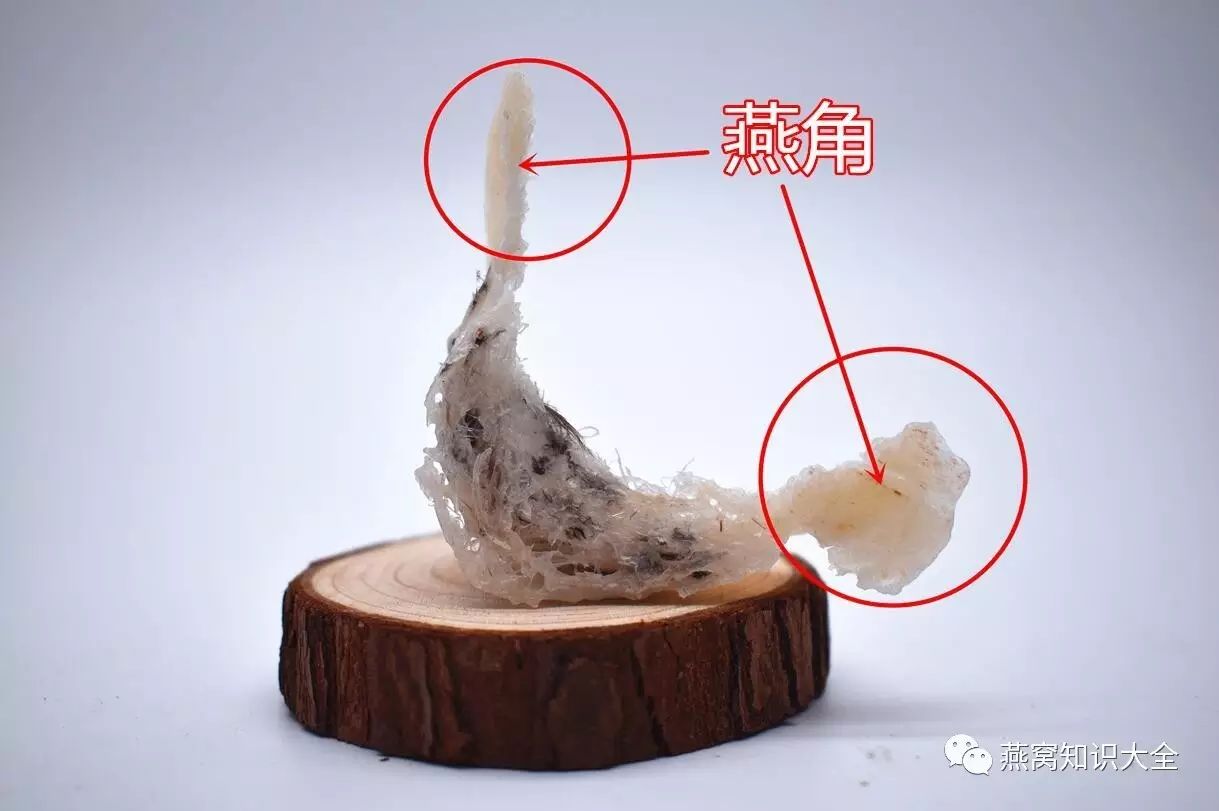 燕窝底座,盏身,燕角,囊丝的营养,发头