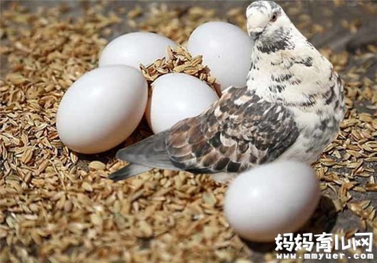 孕妇吃鸽子蛋可预防小儿麻痹症