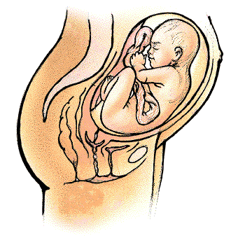 怀孕三个月胎儿多大（附胎儿图）